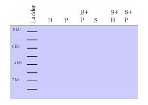 1318_List the Exact Sizes of the Fragments of Digests 2.png